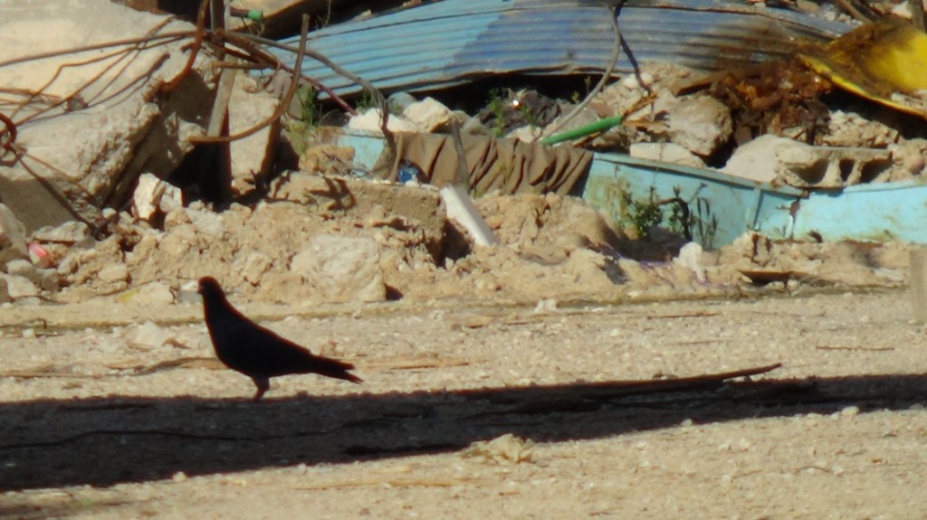 A pigeon lands in Freedom Square. Photography by Razan Zeitouneh