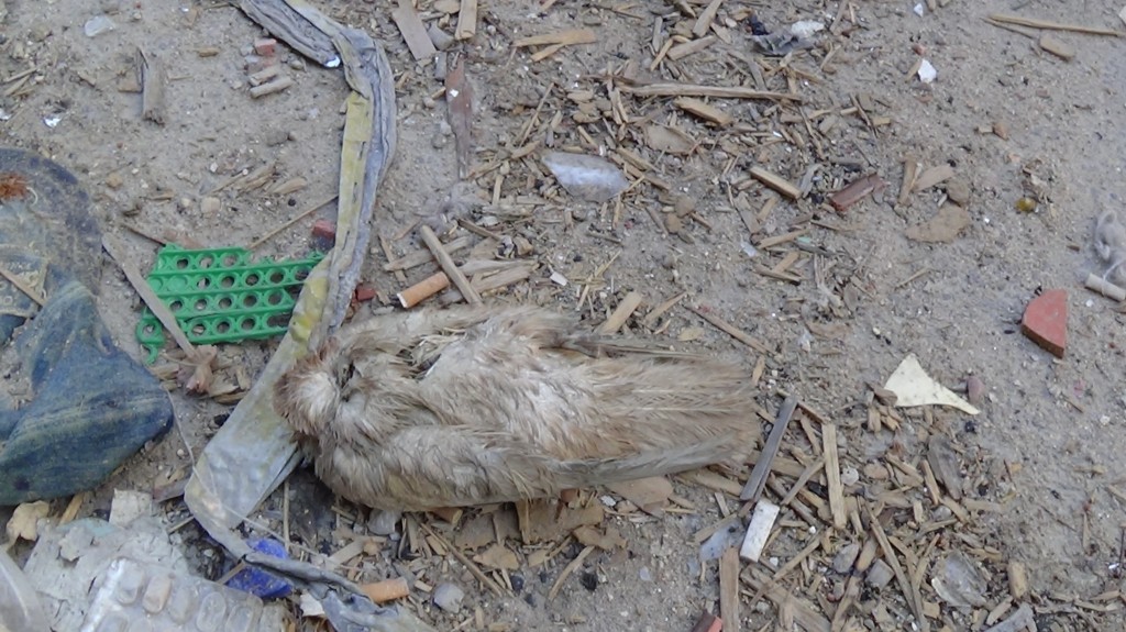 A bird killed by the bombing. Photography by Razan Zeitouneh